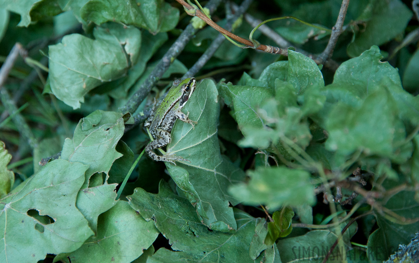 Austria - Pelophylax ridibundus [300 mm, 1/160 sec at f / 6.3, ISO 2500]